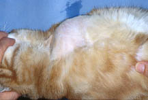 Feline Pythium infection on abdomen