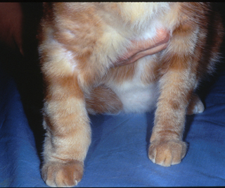 Feline Pythium infection in leg