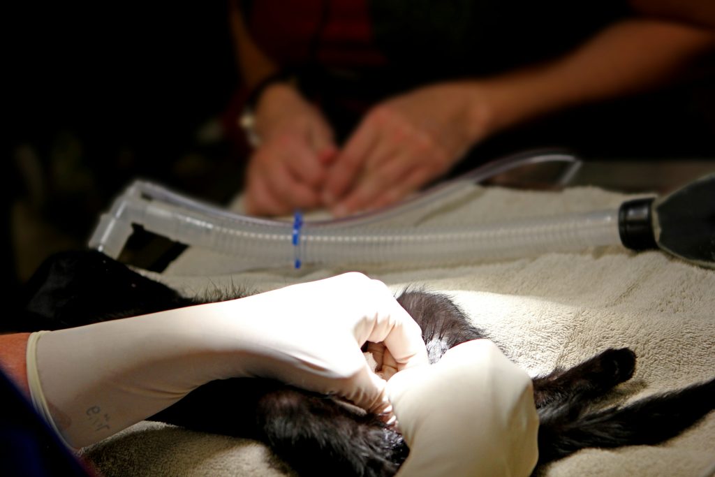 Picture of animal testing
